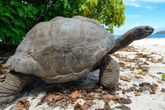 Seychely, želva obrovská